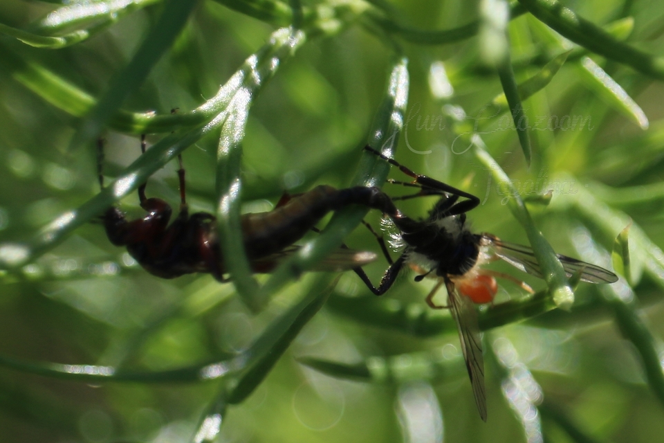 Bibionidae - bársonylegyek