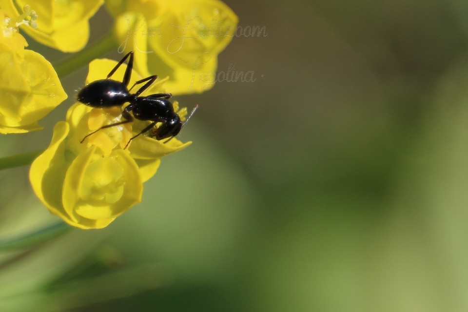 Camponotus aethiops - szőrös lóhangya