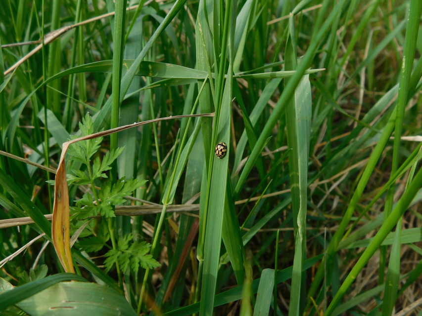 Propylea quatuordecimpunctata - tizennégypettyes füsskata