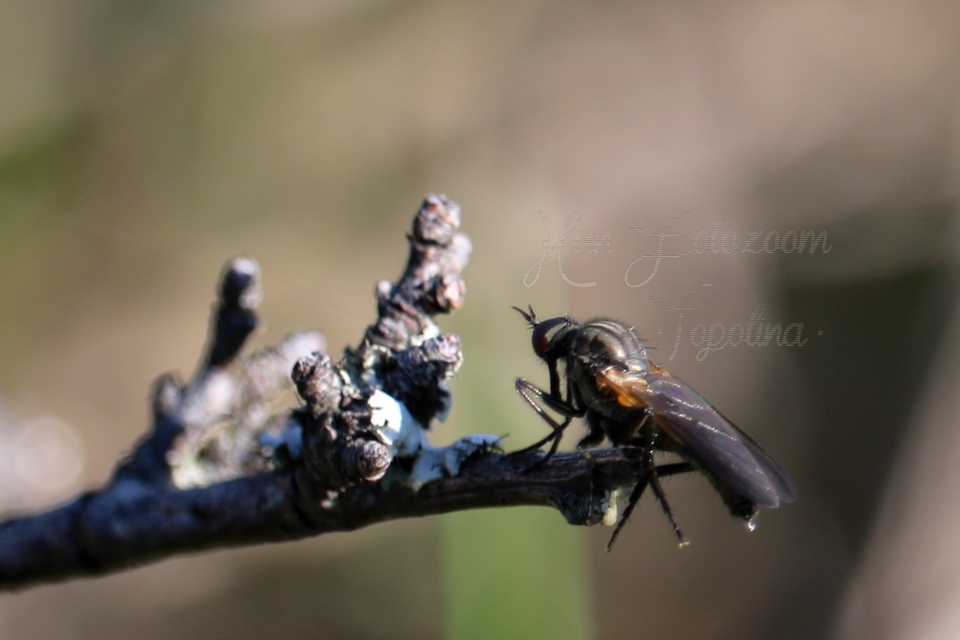 Empididae - táncoslegyek