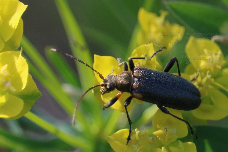 Cortodera humeralis - négyfoltos cserjecincér