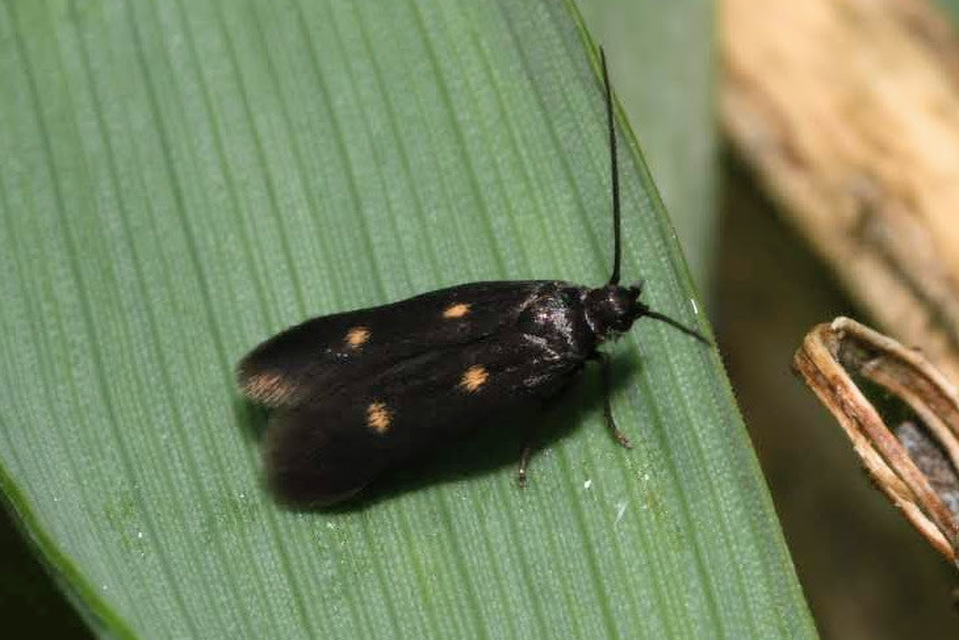 Parascythris muelleri - kétpettyes zöldmoly