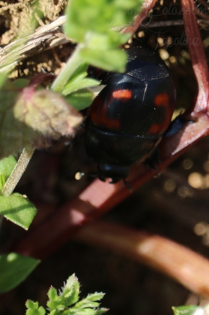 Hister quadrimaculatus - közönséges sutabogár