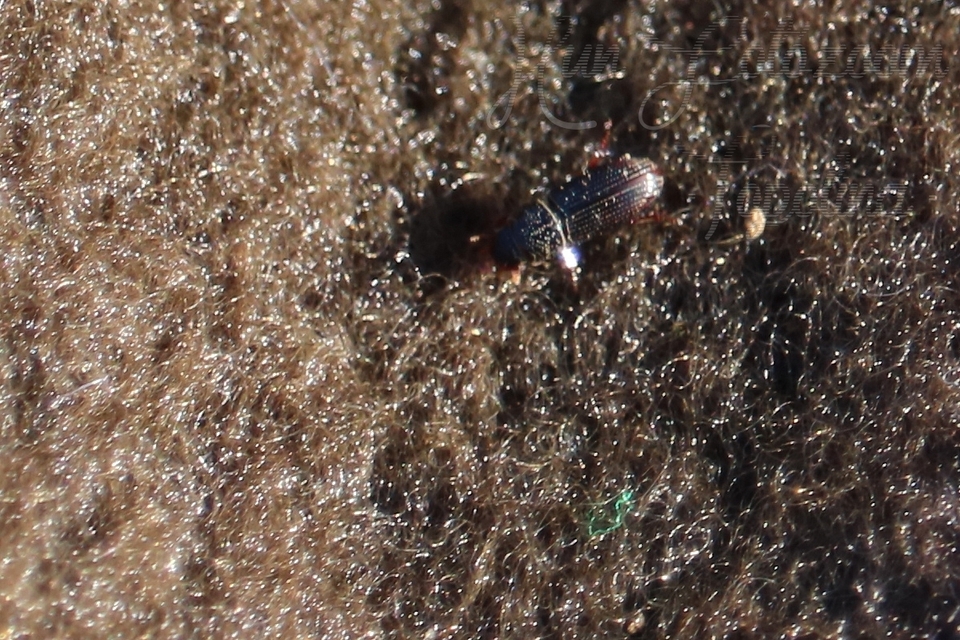 Pleurophorus caesus - hengeres trágyabogár