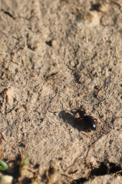 Stomodes gyrosicollis - gyökérlakó ormányos