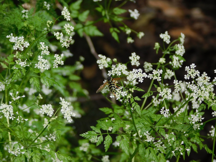 Chrysotoxum