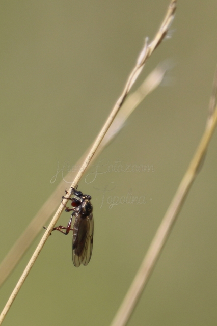 Bibionidae - bársonylegyek