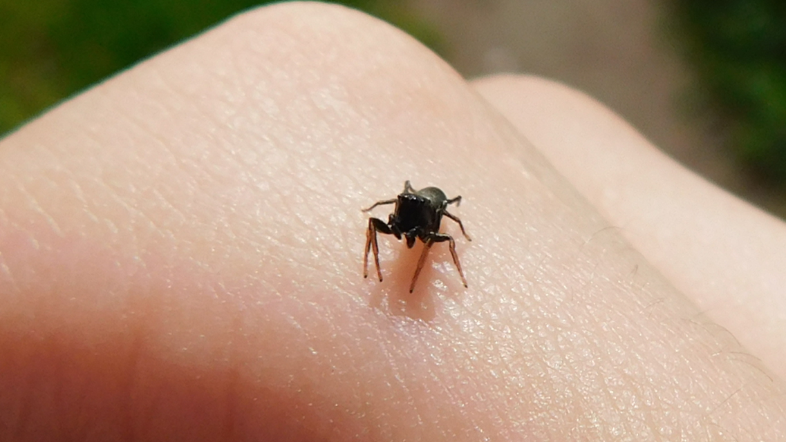 Heliophanus