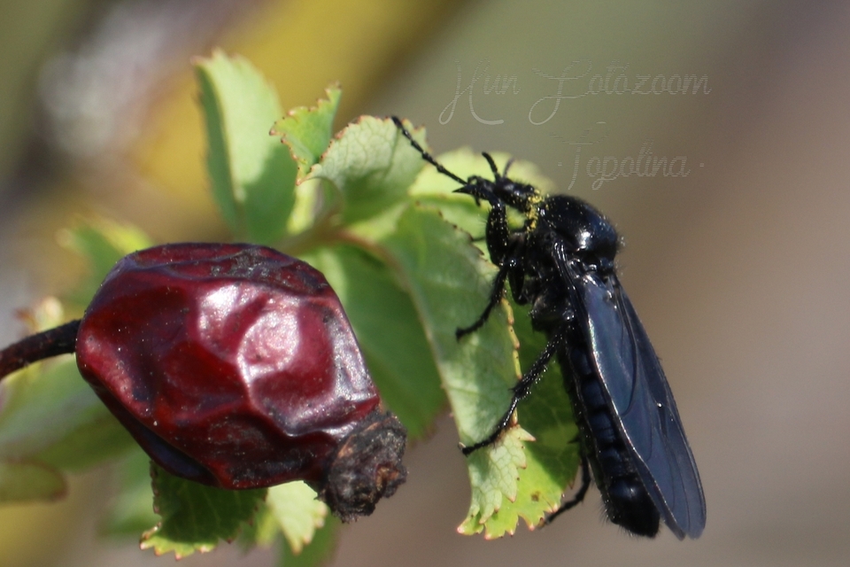 Bibionidae - bársonylegyek