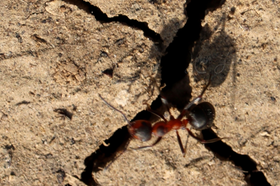 Formica pratensis - réti vöröshangya