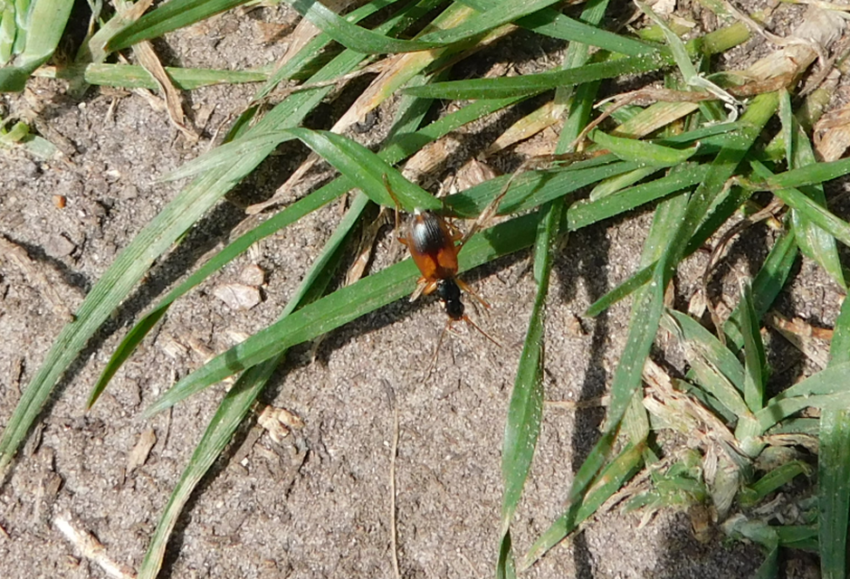 Anchomenus dorsalis - hátfoltos kisfutó
