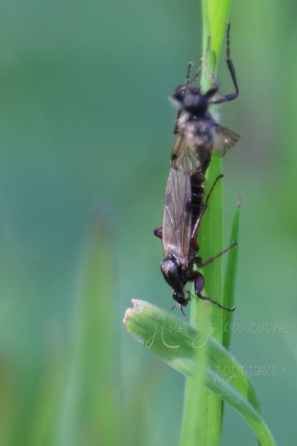 Bibionidae - bársonylegyek