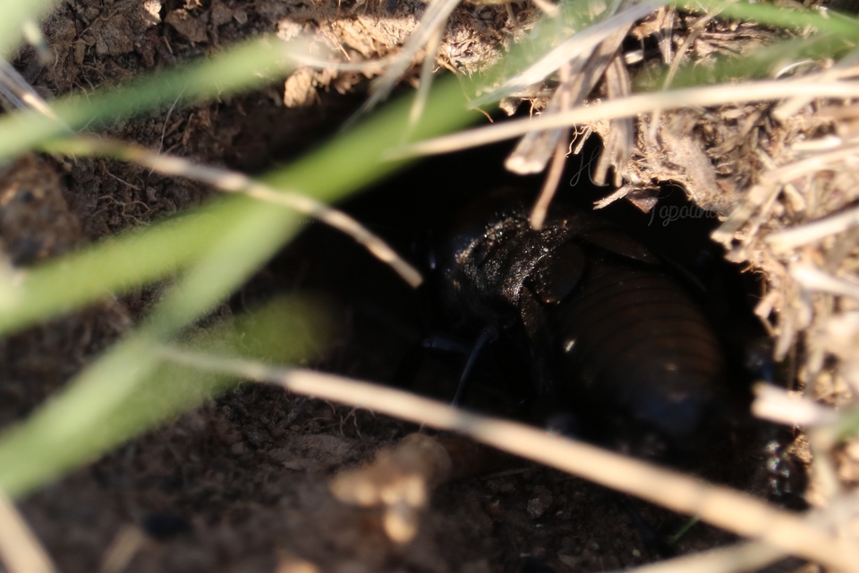Gryllus campestris - mezei tücsök