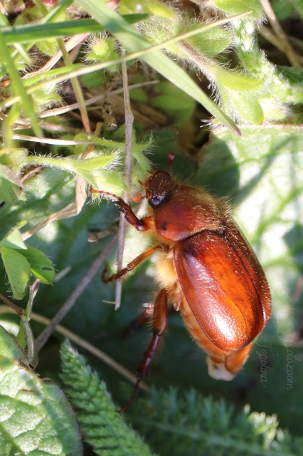 Holochelus aequinoctialis - tavaszeleji cserebogár
