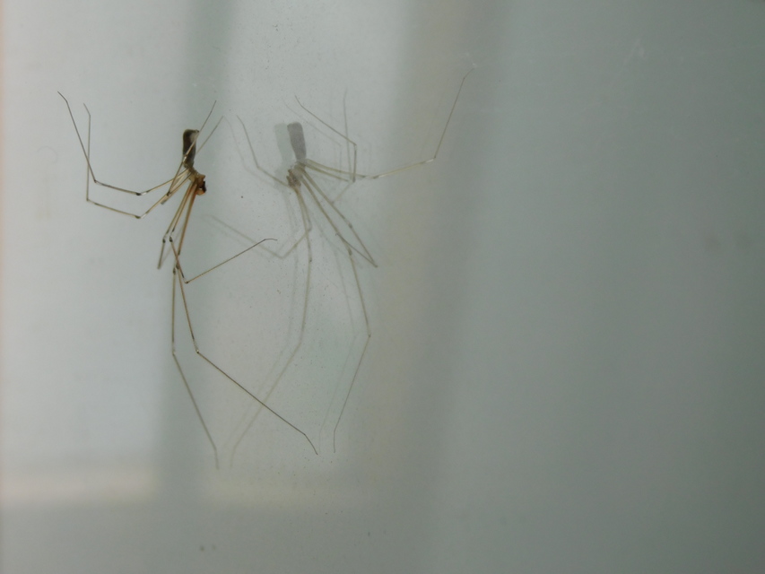 Pholcus