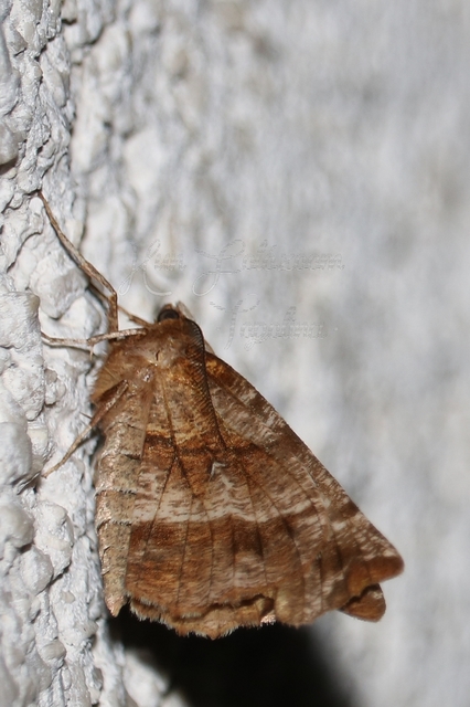 Selenia dentaria - kétfoltos holdasaraszoló