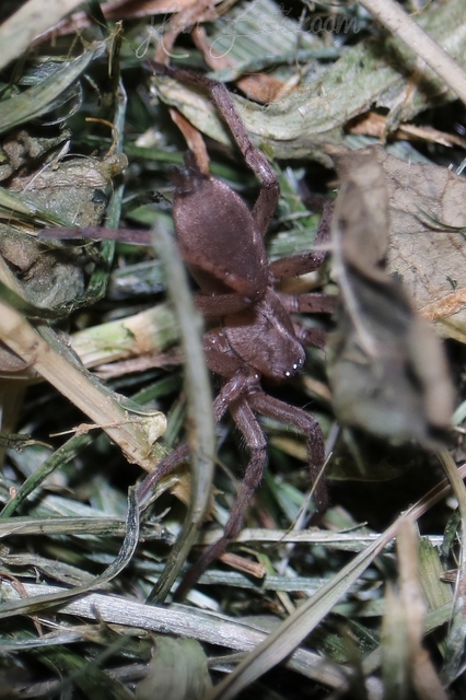 Drassodes/Drassodex
