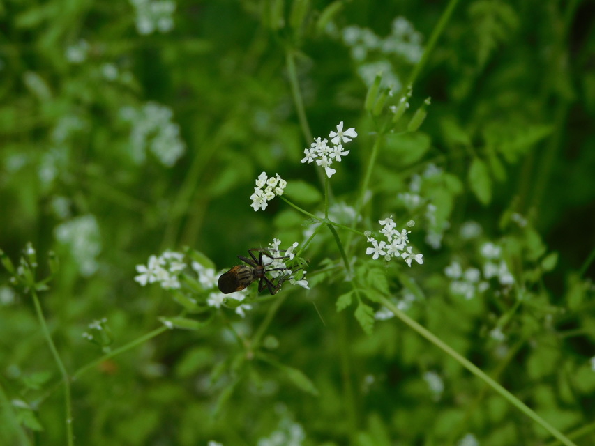 Empididae - táncoslegyek