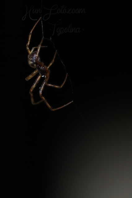 Steatoda triangulosa - háromszöges faggyúpók