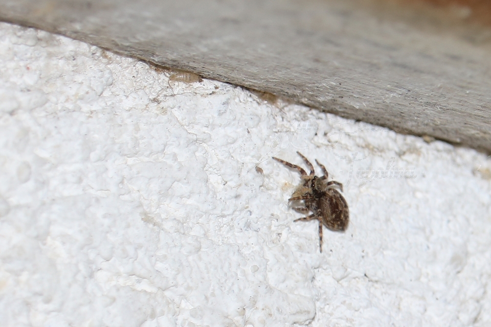Pseudeuophrys lanigera - szobai ugrópók