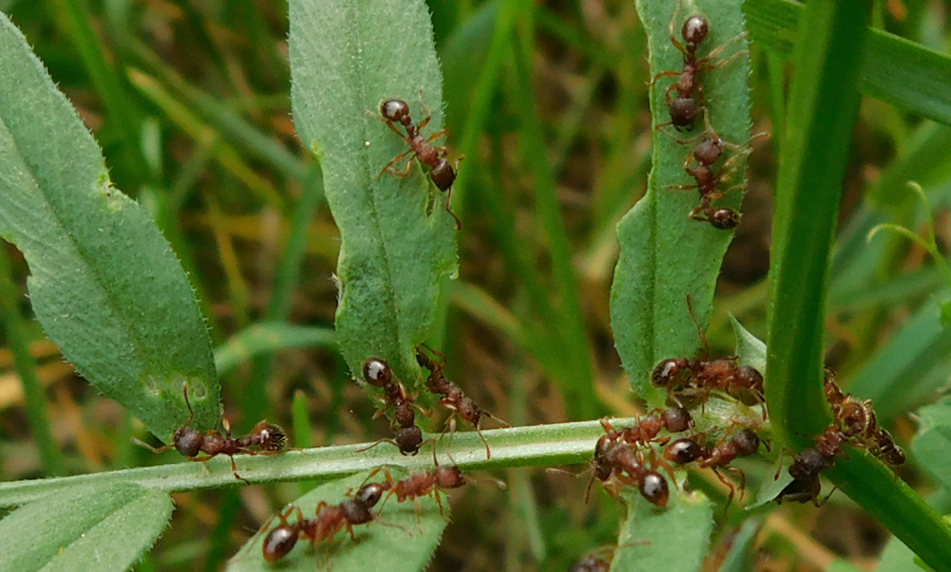 Myrmica