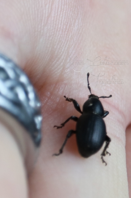 Psallidium maxillosum - fekete barkó
