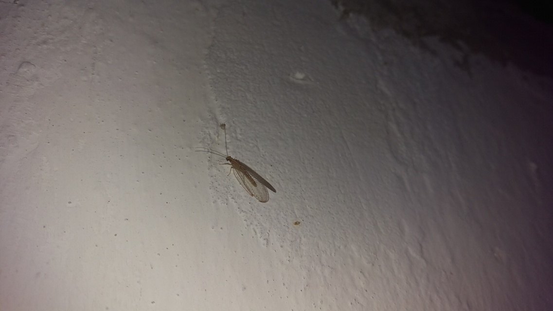 Chrysopidae - zöldfátyolkák