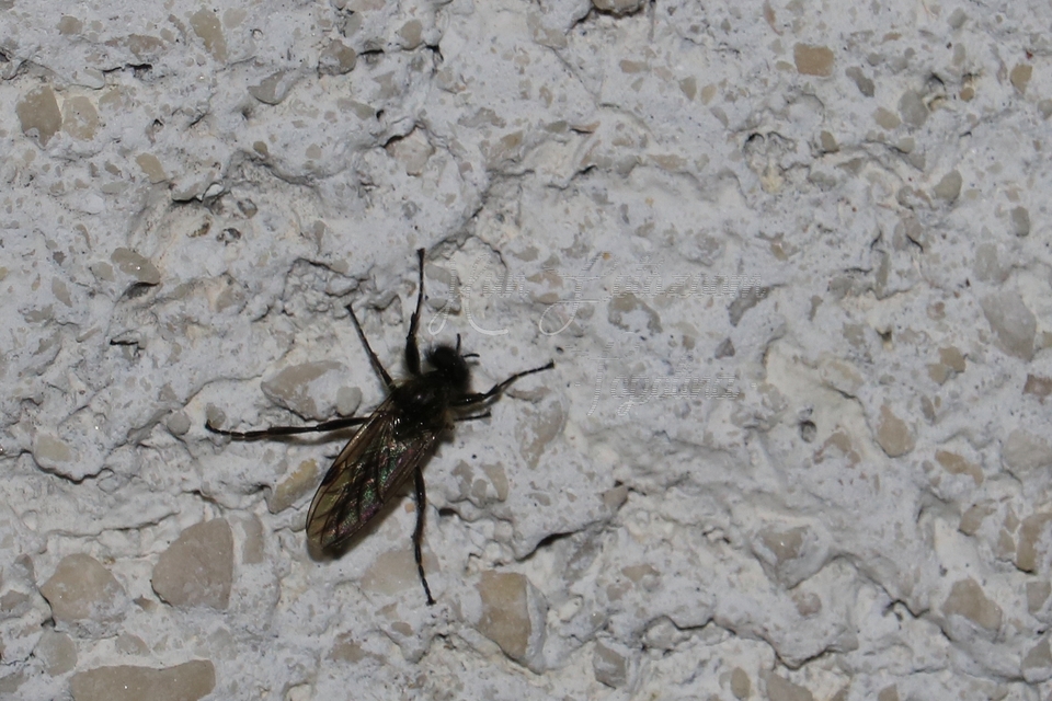 Bibionidae - bársonylegyek