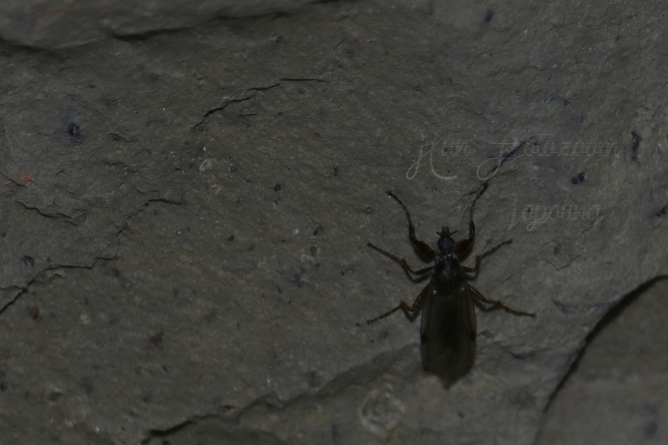 Bibionidae - bársonylegyek
