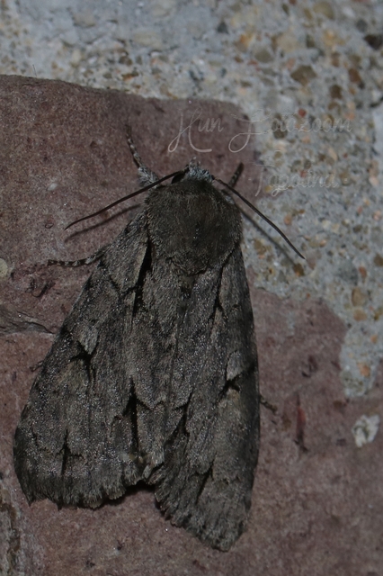 Acronicta cuspis/tridens/psi