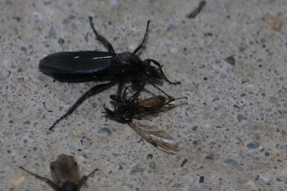 Bibionidae - bársonylegyek