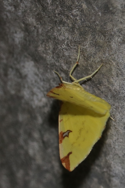 Opisthograptis luteolata - citromsárga araszoló