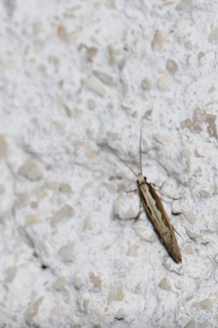 Plutella xylostella - káposztamoly
