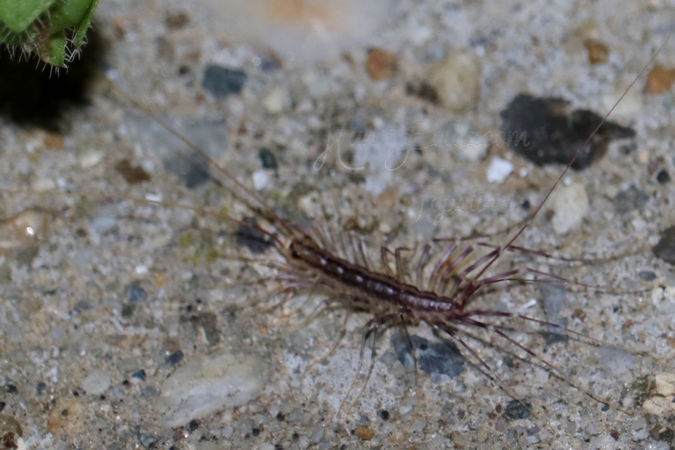 Scutigera coleoptrata - légyölő pókszázlábú