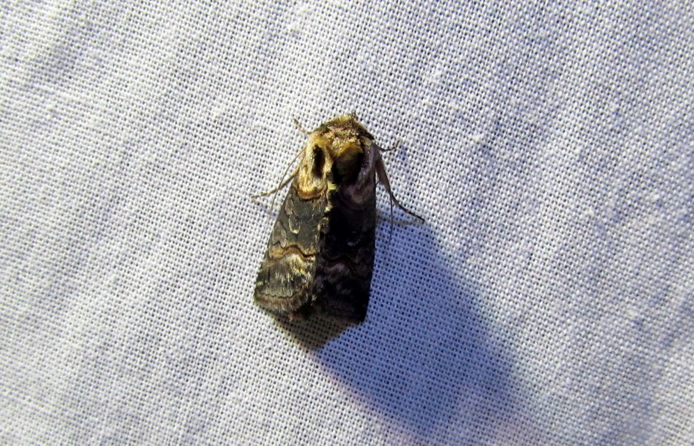 Abrostola asclepiadis - barnaövű csalánbagoly