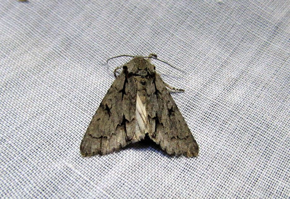 Acronicta cuspis/tridens/psi