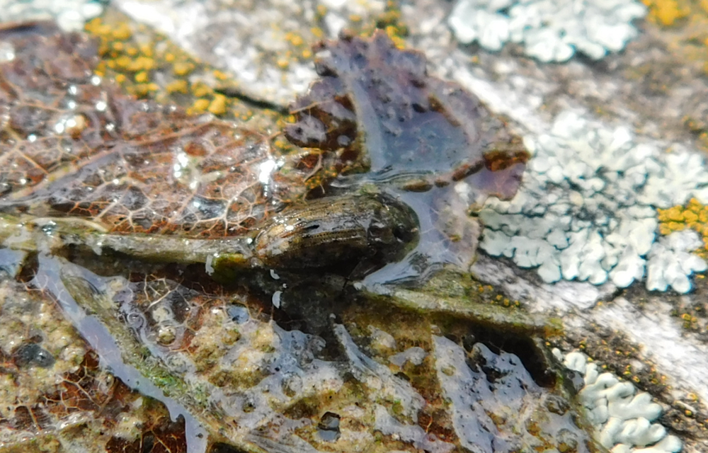 Helophorus