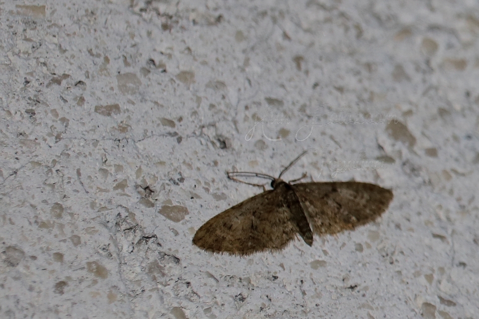 Eupithecia dodoneata - tölgy-törpearaszoló