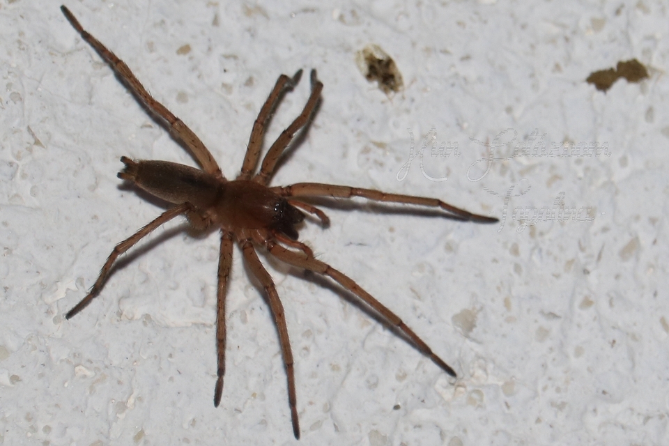 Drassodes/Drassodex