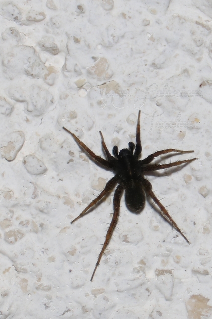 Pardosa paludicola