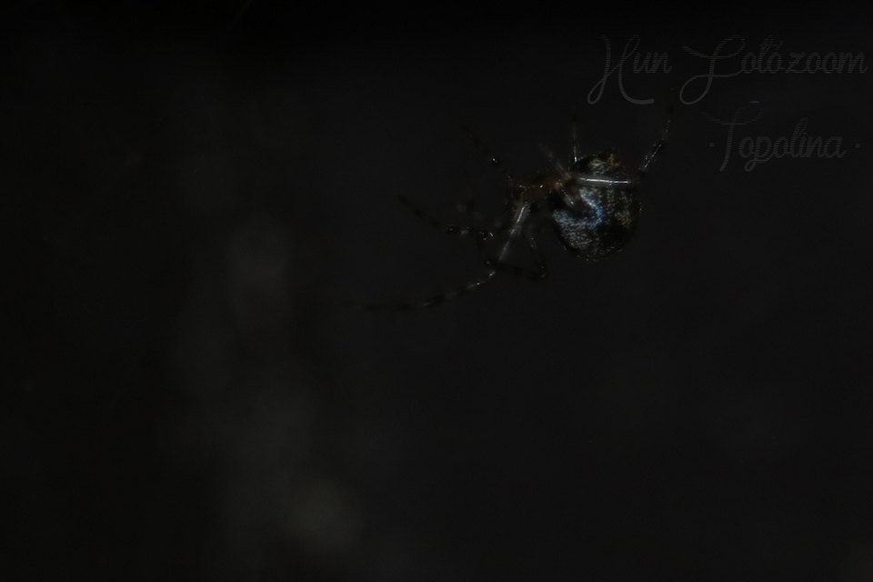 Parasteatoda tepidariorum - üvegházi törpepók