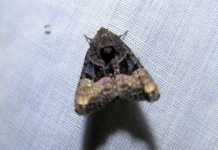 Euplexia lucipara - szeder-csipkésbagoly