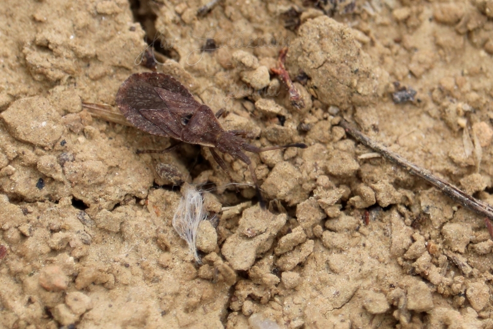 Spathocera