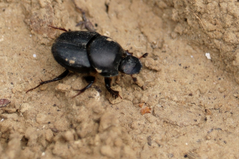 Onthophagus taurus - szarvas trágyatúró