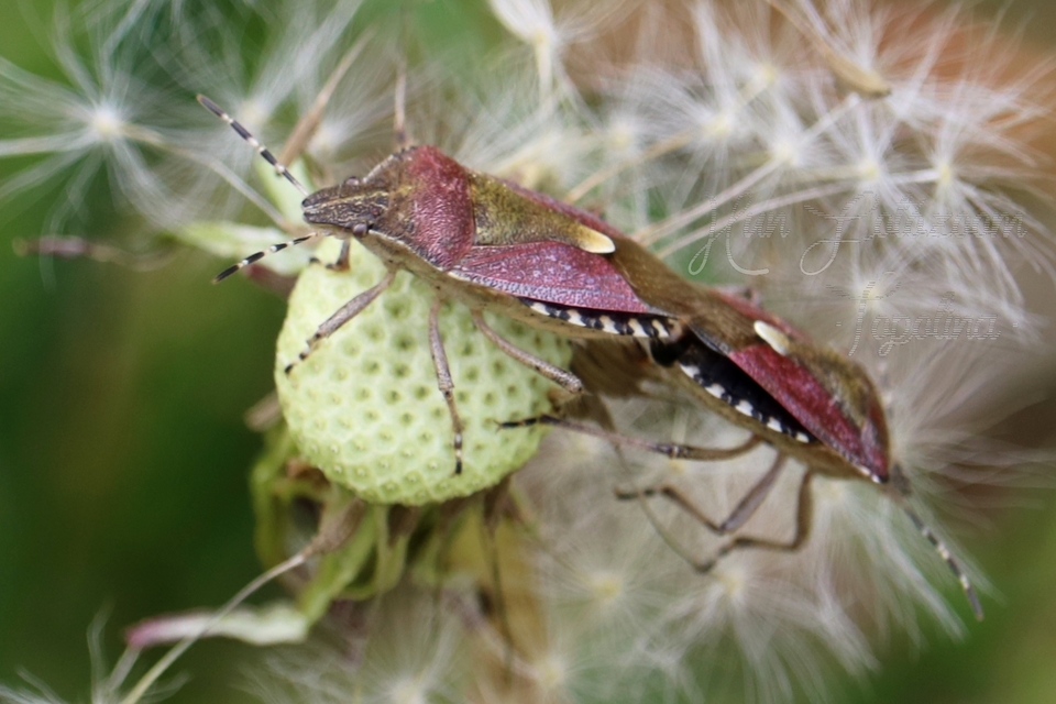 Dolycoris baccarum - közönséges bogyómászó-poloska