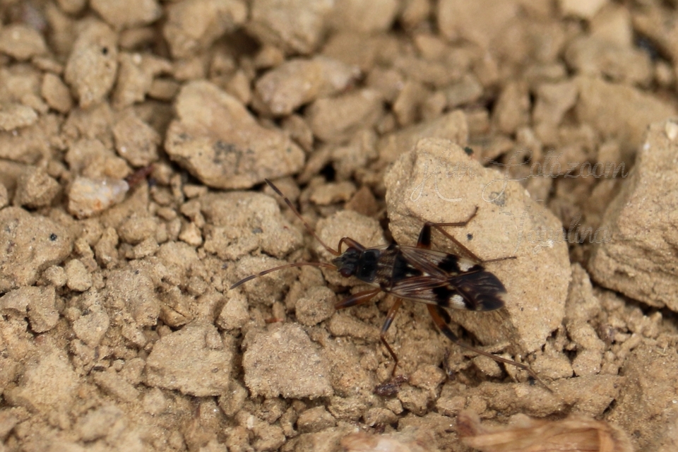 Beosus maritimus - homoki bodobács