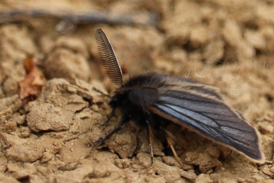Pentophera morio - réti gyapjaslepke