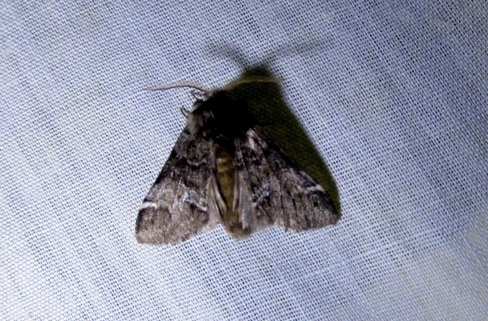 Drymonia dodonea - bélyeges púposszövő