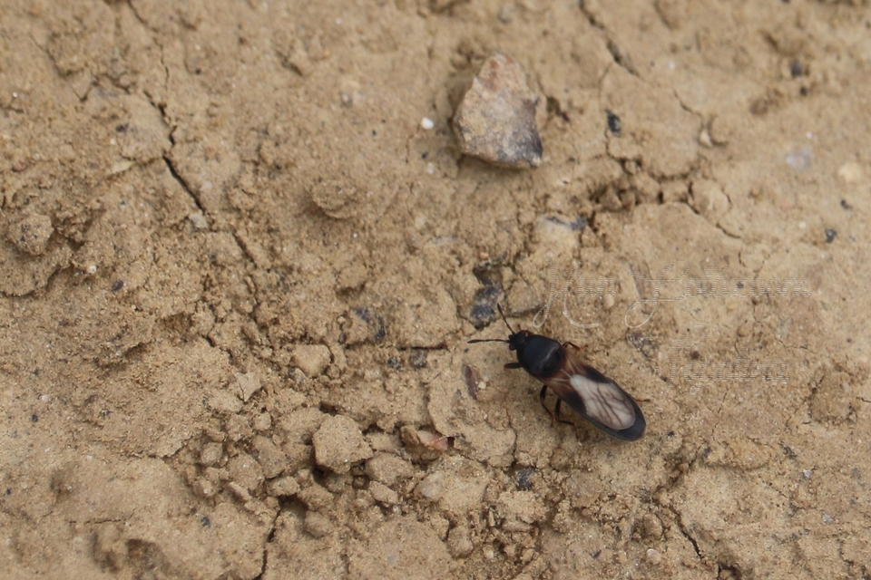 Dimorphopterus spinolae - közönséges karcsúbodobács