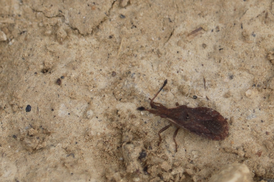Spathocera